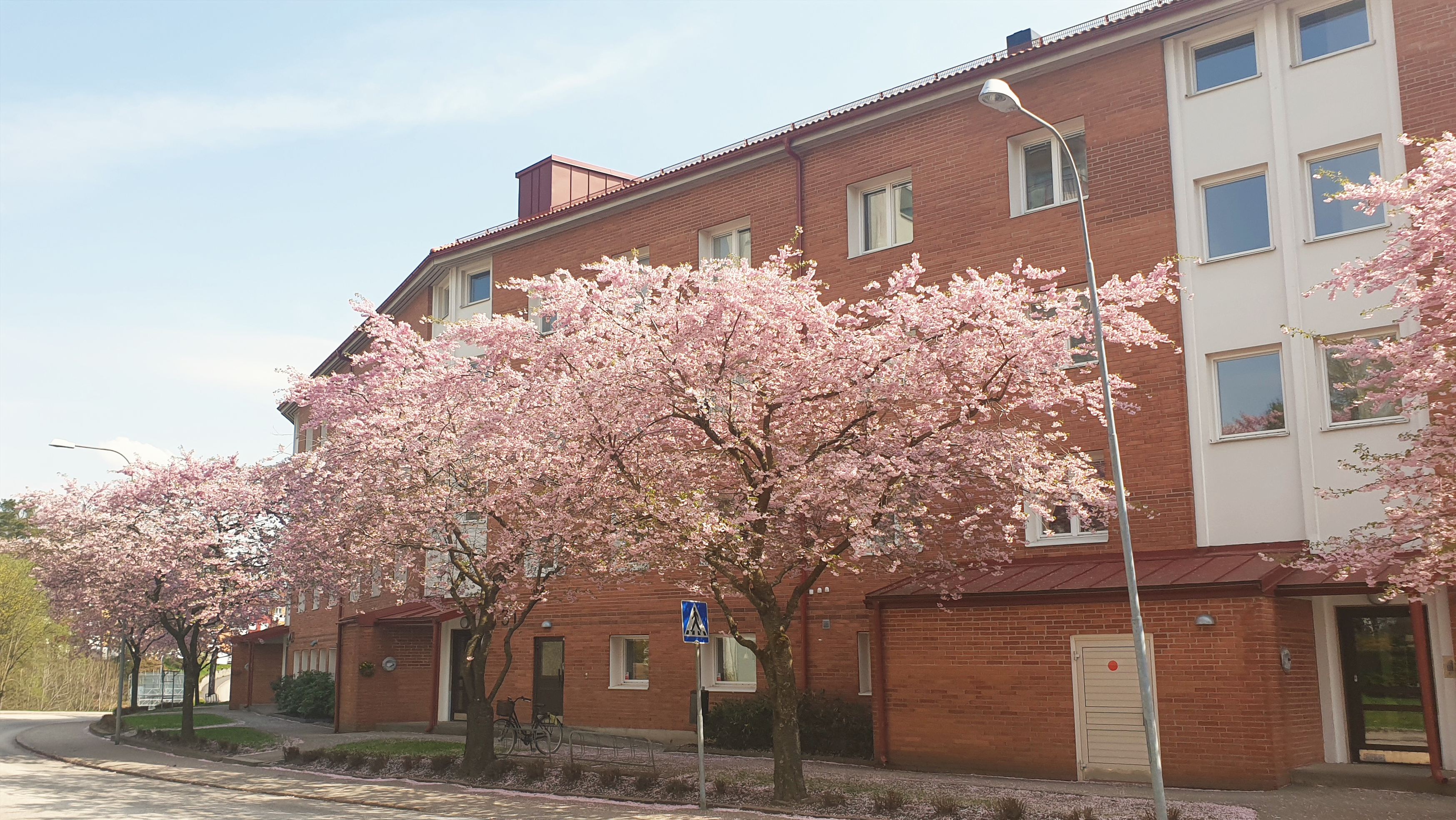 Körsbärsträd utanför Långholmen