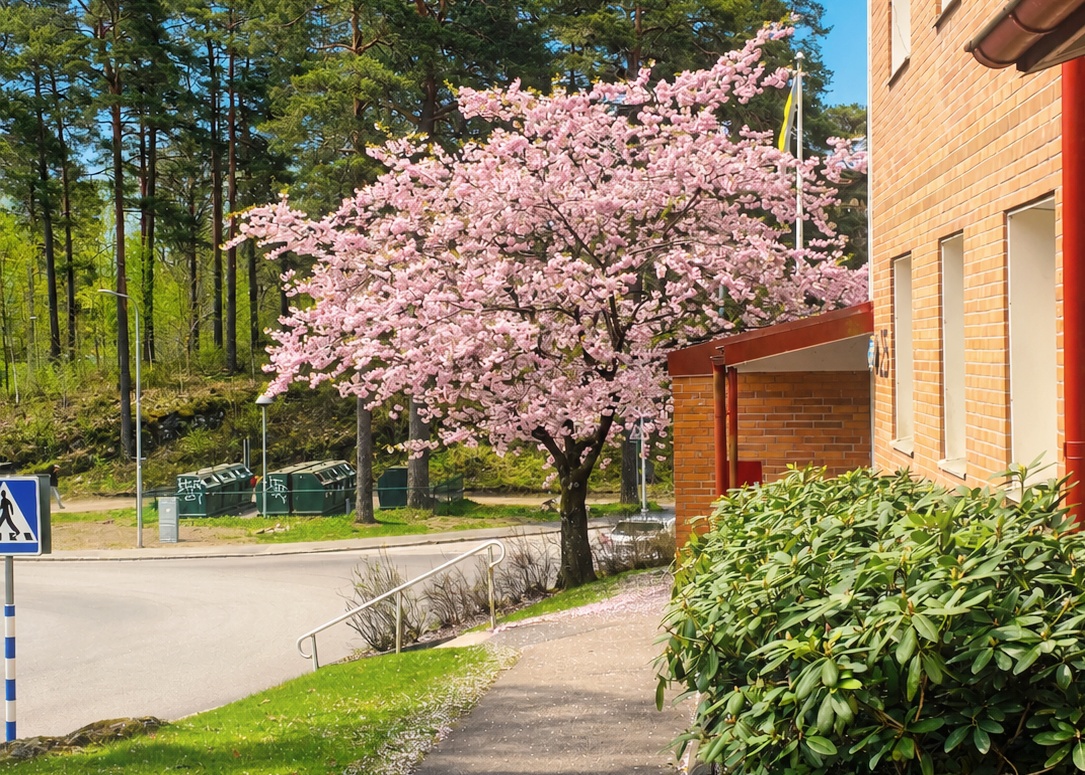 Körsbärsträd utanför Långholmen